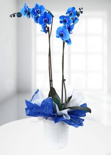 cift dallı mavi orkide